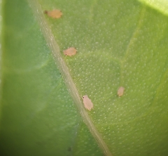 Aphis
