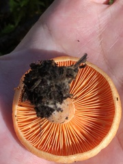 Lactarius thyinos