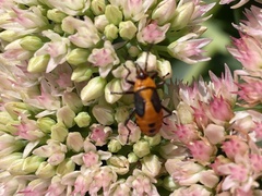 Oncopeltus fasciatus