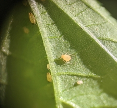 Aphis