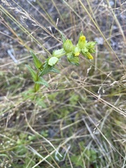 Rhinanthus minor