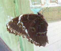 Morpho