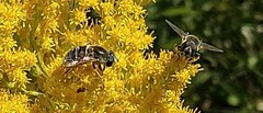 Eristalis stipator
