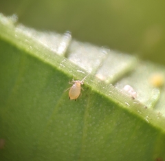 Aphis