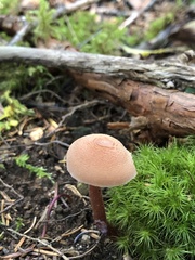 Laccaria bicolor