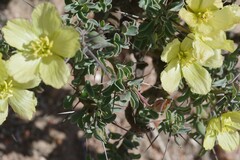 Monsonia