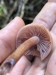 Laccaria bicolor