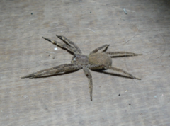 Phoneutria boliviensis