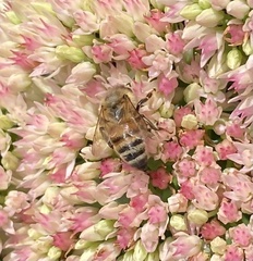 Apis mellifera