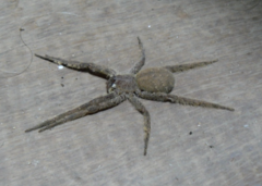 Phoneutria boliviensis