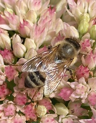 Apis mellifera