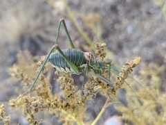Steropleurus andalusius