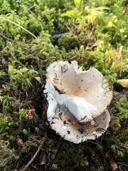 Russula compacta