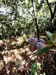 Ceanothus caeruleus