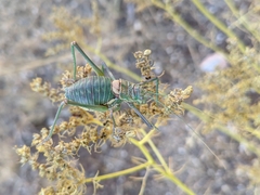 Steropleurus andalusius