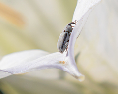 Trichobaris compacta