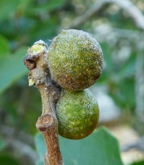 Burnettweldia californicordazi