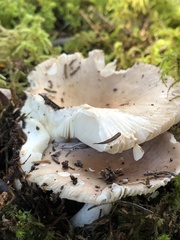 Russula compacta