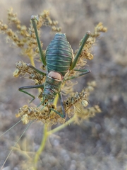 Steropleurus andalusius