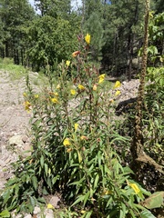 Oenothera elata