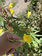 Oenothera elata