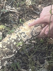 Steccherinum ochraceum