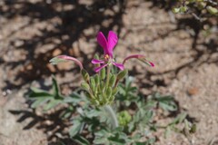 Pelargonium incrassatum