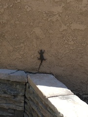 Sceloporus occidentalis