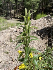 Oenothera elata