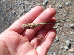 Plantago lanceolata