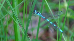 Coenagrion hastulatum