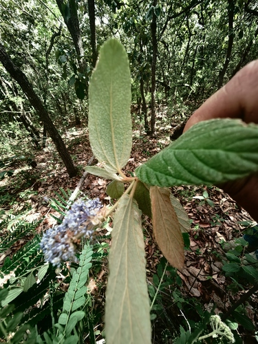 Ceanothus caeruleus
