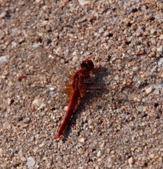 Crocothemis sanguinolenta