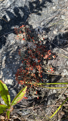 Cladonia cristatella