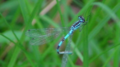 Coenagrion hastulatum