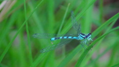 Coenagrion hastulatum