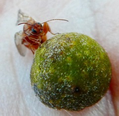 Burnettweldia californicordazi