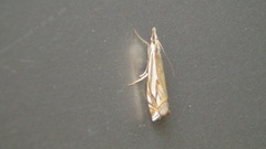Crambus pratella