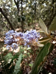Ceanothus caeruleus