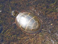 Chrysemys picta picta