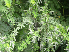 Genista monspessulana