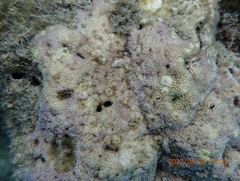 Montipora