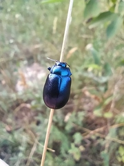 Chrysolina