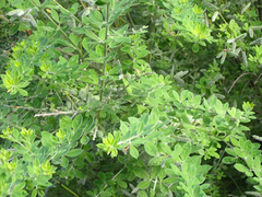 Genista monspessulana