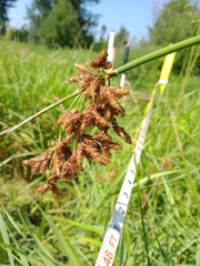 Schoenoplectus tabernaemontani