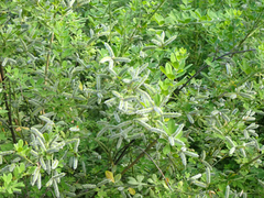 Genista monspessulana