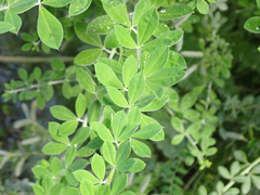 Genista monspessulana