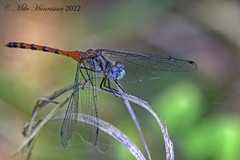 Sympetrum ambiguum