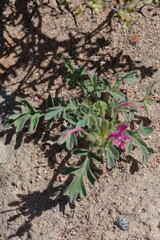 Pelargonium incrassatum