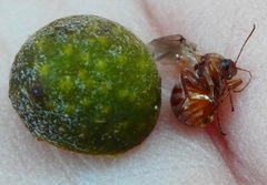 Burnettweldia californicordazi